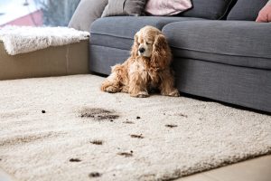 pet stain on the carpet