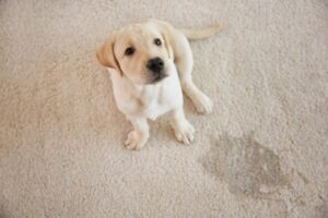 dog pee from carpet