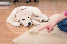 How to Remove Dog Pee and Other Stains from Carpet